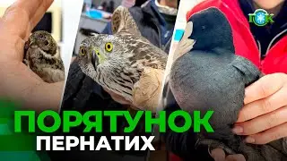 Побачив птаха в біді – не проходь повз, йому потрібна допомога!