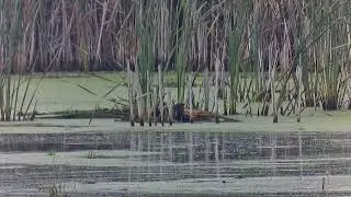 Common Gallinule with young