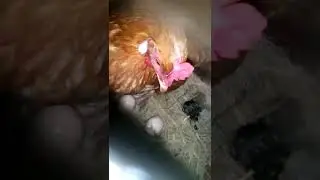 fancy golden buff hen || potti + kurk trying