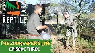 THE ZOOKEEPER'S LIFE: VENOMOUS SNAKES | EPISODE 3
