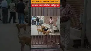 Dog Menace in India Rising Dog Attack in India Why Stray Dog Population is Rising #dog #petanimals