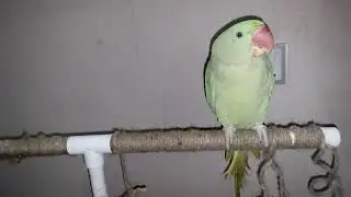 Милый александрийский попугай играет