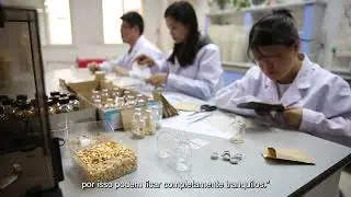 Tesouros no banco nacional de germoplasma   Milho ceroso e o seu patrim&oacute;nio cultural