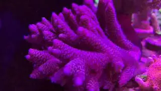 Acropora Millipora