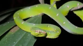 The infamous &ldquo;Miracle Snake&rdquo; in the Philippines is not what you think