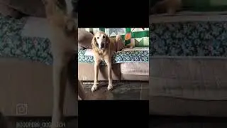Cooper will forever be the King. We miss him every day