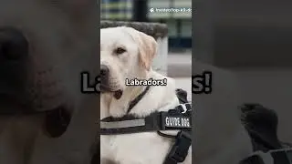 You Won't Believe These K9 Dog Facts! 2025