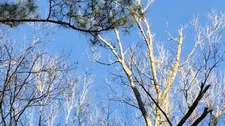 Big Branch NWR February 2020 (3)