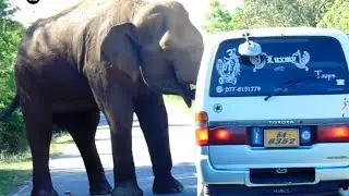 🔴 A fierce wild elephant attack on a van 
