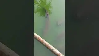 Big Fish in Pond #shorts #shorts #shortvideo #youtubeshorts #shortvideo