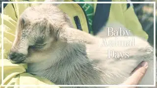 Baby Animal Days | MyMommyStyle
