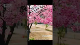 A click today, a memory forever.🌸 #photography #memories #sakura #Japan #sapporo #hokkaido