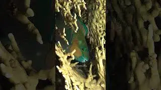 #Parrot #Fish #Sleeping #tropical #coral #coralreef #mucus #cocoon #ParrotFish #colourful HA62023