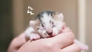 Tails Fosters! How To Foster Pregnant Nursing Cat