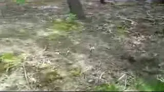 Kill Voles (howto)