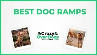 Best Dog Ramps in 2021