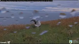 Northern Royal Albatross 10 01 2025  1  ~ BOK