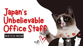 Japan&rsquo;s Feline Office Staff: Meet the Company Run by Cats!