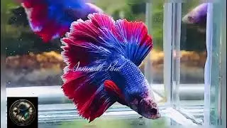 #beautifulbetta #bettafish #aquariumfish #rosetailbetta#fightrefish