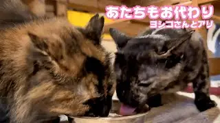 あたちもお代わり食べたい  優しいヨシコさんと食いしん坊のアリ   2026 01 09 1