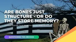 Are bones just structure or do they store memory? - Questioning The Obvious