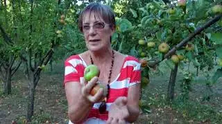 Frutti antichi