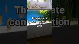 Discover the best methods for nitrate reduction in aquariums