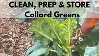 How I Clean and Store Collard Greens After Harvest #fromgardentotable #gardencommunity 