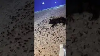 Scherzo formiche in casa!