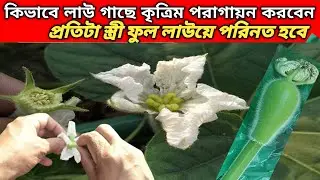 লাউ গাছে কৃত্রিম পরাগায়ন করবেন #tongi_green_garden