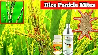 Penicle Mites of rice | Control of penicle mites |