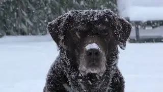 🐾 ❄️ 8-Hour Winter Dog TV  Serene Calming Snowy Scenery With Happy Dogs (Meditation Music)  🐶🎵