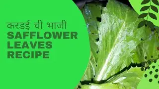 kardaichi bhaji | safflower leaves recipe |करडईची भाजी | Kardichi bhaji|typical Maharashtrian dish