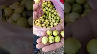 &iexcl;ESTOS SI SON ARRAYANES!                  #culichitown #arrayanes #sinaloa