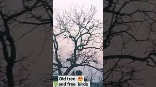 save tree save birds 🙏