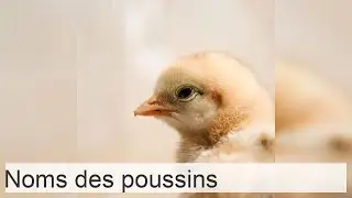 +100 noms de POUSSINS - Femelles et m&acirc;les (originaux et mignons)