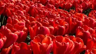 A sea of Tulips 🌷 #tulips #usa #skagitvalley