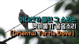 어디선가 듣던 그소리, 멧비둘기 울음소리, 탐조, ASMR | Oriental Turtle Dove, birder | sony a6400 & 200-600mm | 4K