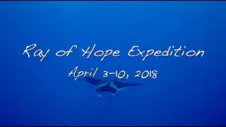 Diving with Giant Oceanic Manta Rays, Dolphins and Sharks in Socorro - Ray of Hope Expedition-4K