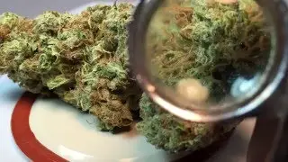 Cannabis Close Up - THC Snow