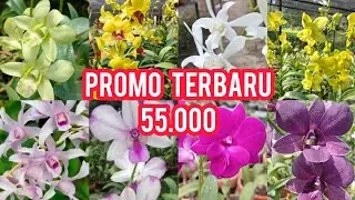 PROMO TAHUN BARU! ANGGREK WANGI SEHAT WARNA CANTIK, HANYA 55 RIBU STOK TERBATAS