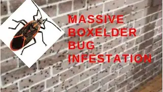 EXTREME BOXELDERBUG INFESTATION