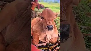 so cute cow baby 🥰👌💯#cow #animals #shorts #viralvideo #foryou #2025