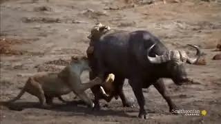 WHEN LIONS ATTACK - Lion Documentary - ZIMBABWE - HD #natueswildtv #wildlife #documentary