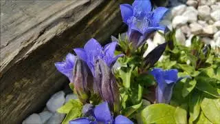 Goryczka Bezłodygowa - Poradnik Ogrodowy #160