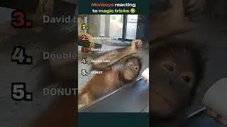Ranking monkeys reacting to magic tricks