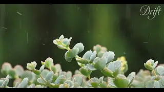 Endless Rainfall: 10 Hours of Nature's Lullaby