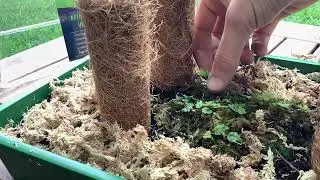 Oak Leaf Creeping Fig - the Holy Grail of terrarium plants