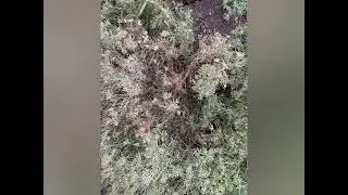 عالجنا لفحات الكمون بدون مبيدات ؟؟؟؟؟؟؟