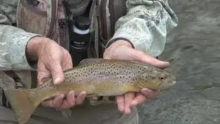 How to Dry Fly Green Drakes Strawberry River Utah